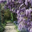 Kép 3/4 - Wisteria sinensis 'Blue Sapphire' - Lilaakác (liláskék)