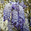 Kép 4/4 - Wisteria sinensis 'Blue Sapphire' - Lilaakác (liláskék)