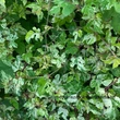 Kép 3/3 - Ampelopsis 'Pendiculata'- Borostyánszőlő