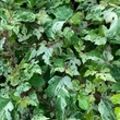 Kép 2/3 - Ampelopsis 'Pendiculata'- Borostyánszőlő