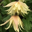 Kép 2/2 - Clematis 'Amber'® – Iszalag