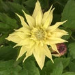 Kép 1/2 - Clematis 'Amber'® – Iszalag