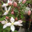 Kép 2/2 - Clematis armandii 'Apple Blossom' – Örökzöld világos rózsaszín iszalag