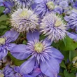 Kép 2/2 - Clematis 'Blue Light' – Iszalag