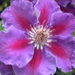 Kép 1/4 - Clematis 'Ashva' - Iszalag (ibolyalila virágú, sötét rózsaszín csíkkal)