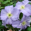 Kép 1/3 - Clematis 'Dominika' - Iszalag (levendulakék, világos csíkkal)