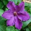 Kép 1/3 - Clematis 'Marcelina' - Iszalag (lila virágú, sötétlila csíkkal)