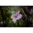 Kép 3/5 - Clematis montana 'Mayleen' – Hegyi iszalag (mély rózsaszín, illatos)