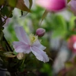 Kép 4/5 - Clematis montana 'Mayleen' – Hegyi iszalag (mély rózsaszín, illatos)