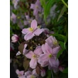Kép 5/5 - Clematis montana 'Mayleen' – Hegyi iszalag (mély rózsaszín, illatos)