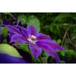 Kép 3/7 - Clematis 'Wildfire' - Iszalag (sötétlila virágú, bíbor csíkokkal)