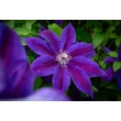 Kép 4/7 - Clematis 'Wildfire' - Iszalag (sötétlila virágú, bíbor csíkokkal)