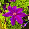 Kép 5/7 - Clematis 'Wildfire' - Iszalag (sötétlila virágú, bíbor csíkokkal)