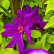 Kép 6/7 - Clematis 'Wildfire' - Iszalag (sötétlila virágú, bíbor csíkokkal)