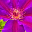 Kép 7/7 - Clematis 'Wildfire' - Iszalag (sötétlila virágú, bíbor csíkokkal)