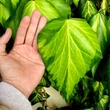 Kép 1/4 - Hedera colchica 'Sulphur Heart' – Tarka levelű kaukázusi borostyán