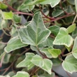 Kép 1/3 - Hedera helix 'Albavariegata' – Borostyán