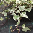 Kép 2/3 - Hedera helix 'Albavariegata' – Borostyán