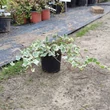 Kép 3/3 - Hedera helix 'Albavariegata' – Borostyán