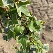 Kép 4/4 - Hedera helix 'Eva' – Borostyán
