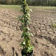 Kép 2/4 - Hedera helix 'Eva' – Borostyán