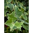 Kép 1/3 - Hedera helix 'Gold Child' – Sárga-tarka levelű borostyán