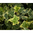 Kép 2/3 - Hedera helix 'Gold Child' – Sárga-tarka levelű borostyán - képek rendelés vásárlás a Megyeri Szabolcs Kertészeti webáruházban.