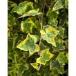 Kép 2/5 - Hedera helix 'Golden Kolibri' – Borostyán - képek rendelés vásárlás a Megyeri Szabolcs Kertészeti webáruházban