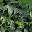 Kép 1/2 - Hedera helix 'Green Ripple' – Közönséges borostyán