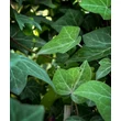 Kép 2/3 - Hedera helix 'Plattensee' – Borostyán - képek rendelés vásárlás a Megyeri Szabolcs Kertészeti webáruházban.