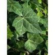 Kép 3/3 - Hedera helix 'Plattensee' – Borostyán - képek rendelés vásárlás a Megyeri Szabolcs Kertészeti webáruházban.
