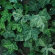 Kép 1/2 - Hedera helix 'Profesor Seneta' – Borostyán