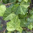 Kép 2/2 - Hedera helix 'Profesor Seneta' – Borostyán