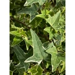 Kép 1/2 - Hedera 'Mona Lisa' – Borostyán