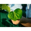 Kép 3/4 - Hedera colchica 'Sulphur Heart' – Tarka levelű kaukázusi borostyán
