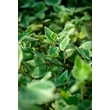 Kép 3/3 - Hedera helix 'Little Diamond' - Tarkalevelű borostyán