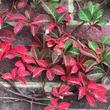 Kép 1/2 - Parthenocissus henryana – Kínia vadszőlő