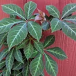 Kép 2/2 - Parthenocissus henryana – Kínai vadszőlő