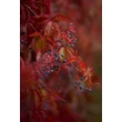 Kép 7/8 - Parthenocissus quinquefolia – Kacsos vadszőlő