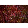 Kép 4/8 - Parthenocissus quinquefolia – Kacsos vadszőlő