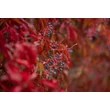 Kép 8/8 - Parthenocissus quinquefolia – Kacsos vadszőlő