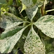 Kép 4/4 - Parthenocissus quinquefolia 'Star Shower' (syn.: 'Monham') – Vadszőlő