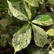 Kép 3/4 - Parthenocissus quinquefolia 'Star Shower' (syn.: 'Monham') – Vadszőlő