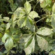 Kép 2/4 - Parthenocissus quinquefolia 'Star Shower' (syn.: 'Monham') – Vadszőlő