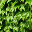 Kép 2/2 - Parthenocissus tricuspidata 'Green Spring' – Élénkzöld tapadókorongos vadszőlő
