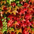 Kép 1/2 - Parthenocissus tricuspidata 'Green Spring' – Élénkzöld tapadókorongos vadszőlő