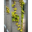 Kép 2/4 - Parthenocissus tricuspidata 'Veitchii' - Tapadókorongos vadszőlő - képek rendelés vásárlás a Megyeri Szabolcs Kertészeti webáruházban.