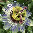 Kép 2/2 - Passiflora caerulea – Kék golgotavirág