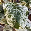 Kép 2/2 - Schizophragma hydrangeoides 'Burst of Light'® – Japán kúszóhortenzia