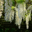 Kép 2/2 - Wisteria brachibotrys 'Shiro Capitan Fuji' - Lilaakác (nagy, fehér)